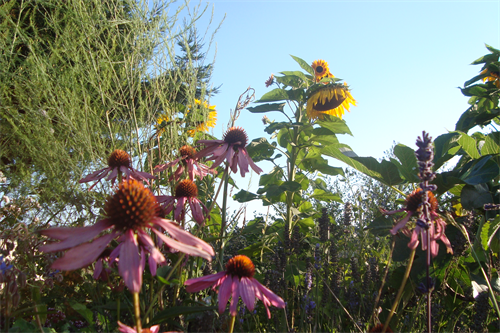 Flowers